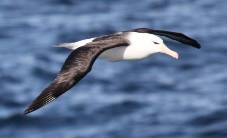 albatros en vuelo