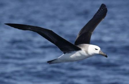 albatros-volando