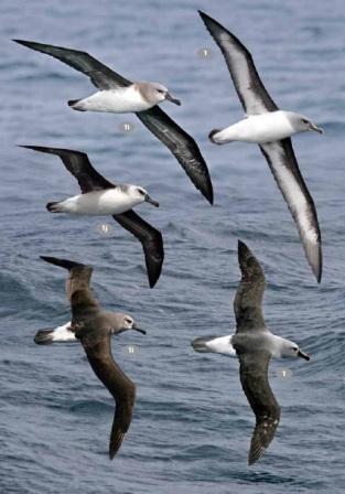 especies-albatros